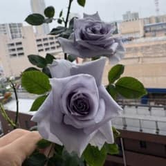 入手困難】バラ苗 青系パープル四季咲き バラ挿し木。希少種 O龍