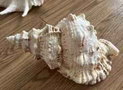 法螺貝 貝殻標本 24.5cm - メルカリ