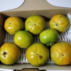 太秋柿 農薬不使用のサムネイル