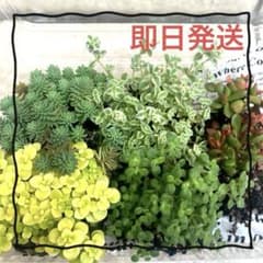 多肉植物 寄せ植え用 5種セット 抜き苗 - メルカリ