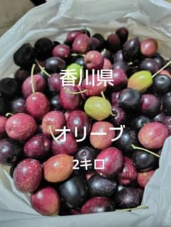 オリーブの実　香川県　手摘み　無農薬 2キロのサムネイル