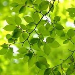 Maya様専用ページのサムネイル