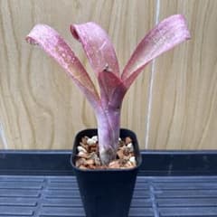 #8 Billbergia 'Tequila Sunset'のサムネイル
