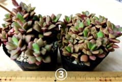③多肉植物　桜吹雪のサムネイル