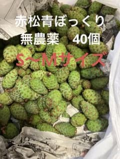 赤松青ぼっくり 採りたて 青森産 ☆S〜Mサイズ - メルカリ
