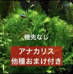 穂先なし》新鮮アナカリス8本《他種おまけ付き！スネールなし》 - メルカリ