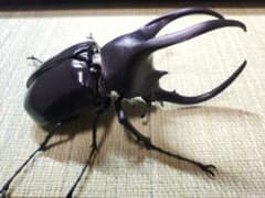 いきもの大図鑑　かぶとむし04   モーレンカンプオオカブトのサムネイル
