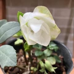 クリスマスローズ ニゲルA 4.5寸ポット 花苗 - メルカリ