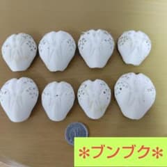 ヒラタブンブク ブンブク ウニ殻 標本 ビーチコーミング 貝殻 - メルカリ