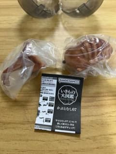 いきもの大図鑑 蛹のサムネイル
