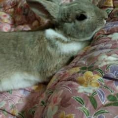 イブ様専用のサムネイル