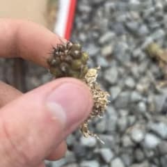 コピアポア　黒王丸　horridispina サボテンのサムネイル