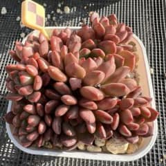 多肉植物♡ピンクルルビー 抜き苗 - メルカリ