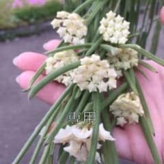 リネアスとレツーサ　おまとめのサムネイル