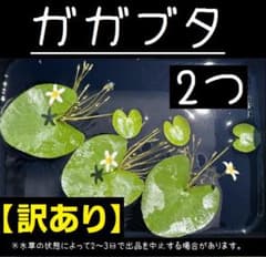 ガガブタ2株(訳あり)⑤のサムネイル