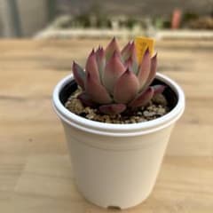 多肉植物⭐︎中里リンゼアナ⭐︎名札付き⭐︎花芽上がります 多肉植物中里リンゼアナ札のみ