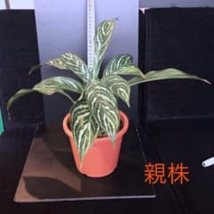 ⑥アグラオネマ ニティドゥム カーティシーのサムネイル