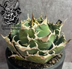 チタノタ　白鯨　美株　タグ付き　【88】 チタノタ 白鯨 美株 大株 【89】 - メルカリ