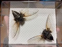 セミの乾燥標本 2匹セット クマゼミ - メルカリ