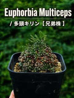【9/4までD4plants_trigger様専用】 ムルチセプス（多頭キリン）のサムネイル