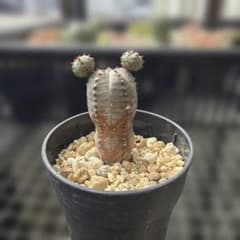 ユーフォルビア オベサ 梵天 仔吹き 抜き苗のサムネイル