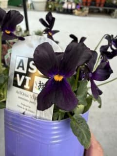 Fプランツ 「遊」 ビオラ パンジー - メルカリ