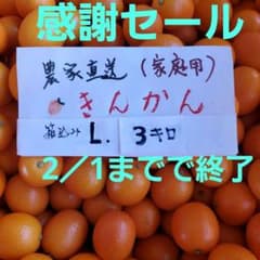 宮崎県産温室金柑 家庭用 L 箱込み3キロ - メルカリ