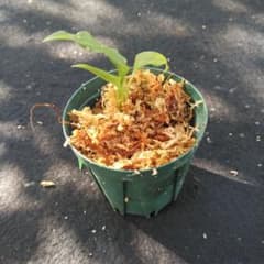 モンステラオブリクアペルー 観葉植物 約6cmのサムネイル