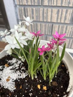 アッツザクラ　花苗のサムネイル
