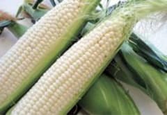 北海道産 とうもろこし ホワイトレディ 白いとうもろこし 10本入りのサムネイル