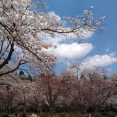 きゃん様専用のサムネイル