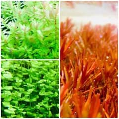 水草セット 3種類 水中葉 無農薬 無害虫 - メルカリ