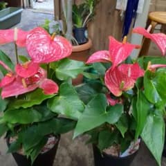 ピンク アンスリウム 2鉢七寸写真2種同じの2つでも大丈夫です受け皿