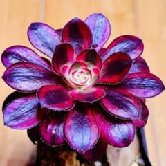 77 #多肉アエオニウム錦❤️ シャネル 变異花顔 ❤️1頭12cm拔き苗 農園直売 多肉植物 寄せ植え アエオニウム属 シャネル 新品種 抜き苗