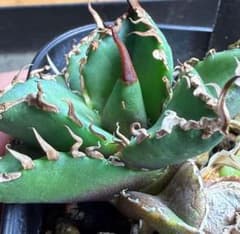 b アガベ オアハカ 子株 オテロイ実生 超選抜 チタノタ - メルカリ