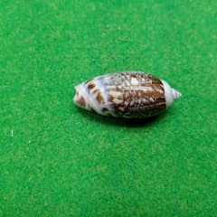 ギボシマクラ46ミリ貝殻 標本のサムネイル