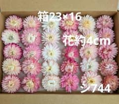 シ744 ヘリクリサム貝細工ドライフラワー - メルカリ