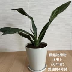 ②万年青　４鉢セット　メルカリ便 観葉植物 オモト(万年青) 受皿付4号鉢 - メルカリ