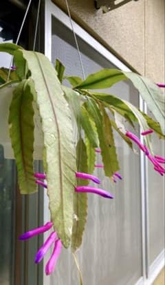 ディソカクタス・アマゾニクス（Disocactus amazonicus - メルカリ