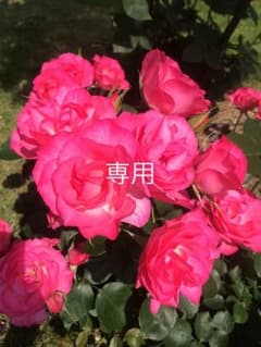 専用のサムネイル