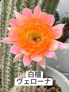 350-ヴェローナ 白檀 多肉植物 花サボテン 巨大カキコ10cm+ 現品