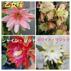 Y*u様 ⭐️人気‼️お買い得‼️孔雀サボテン、4品種カット大苗、各1本