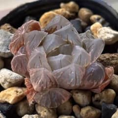 G*3様 ハオルチア オブツーサ錦　水中月錦⑦ 多肉植物のサムネイル