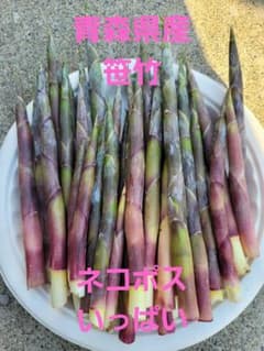 笹竹　笹だけ　山菜　青森県産のサムネイル