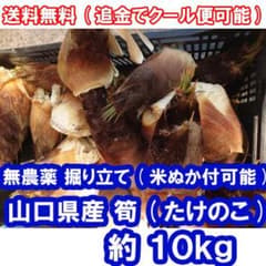 10キロ(10kg)_無農薬_タケノコ・たけのこ・筍・竹の子のサムネイル