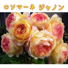 バラ苗 挿し木苗 ロソマーネジャノン D 廃盤品種のサムネイル