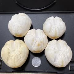 特大サイズ　ライオネスブンブク　ブンブク　標本　ウニ殻 オカメブンブク ウニ殻 ウニ標本 標本 - メルカリ