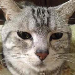 確認用✴︎SAYA ★輸入アクセ・時計をお得に♪様専用のサムネイル