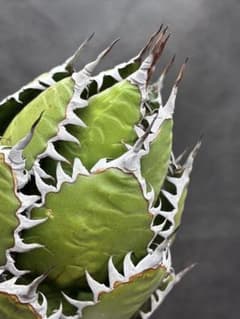 アガベ ホリダ 極上株 極上強刺 球状株 Agave horrida - メルカリ