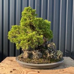 真柏 石付け 盆栽のサムネイル